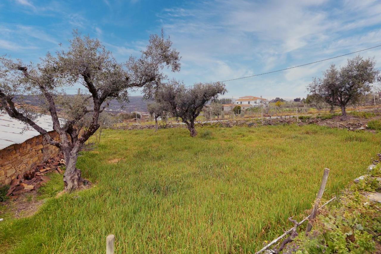 Pomar Das Oliveiras - Private Swimming Pool - Free Ev Chrg - Pet Friendly Carvalhal  Buitenkant foto